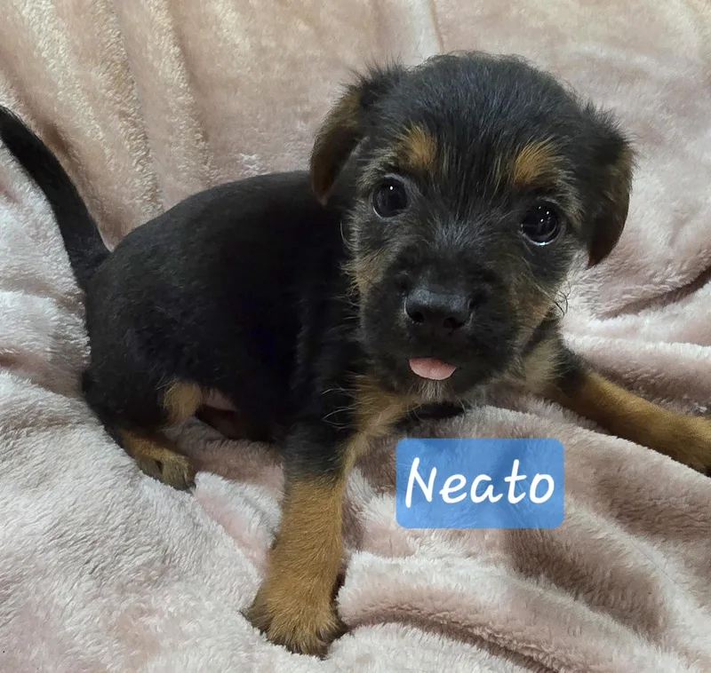A baby small-sized male Black Cairn Terrier dog named Neato for adoption in Athens, AL