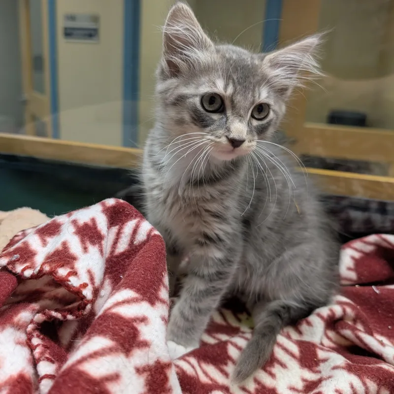 A baby medium-sized male Tabby (Gray / Blue / Silver) Domestic Medium Hair cat named Gunter for adoption in Suffolk, VA