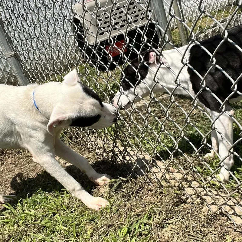 A young medium-sized male White / Cream Mixed Breed dog named Cotton for adoption in Oneonta, NY