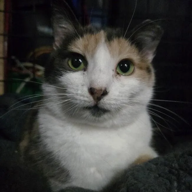 An adult small-sized female Calico Domestic Short Hair cat named Cece for adoption in Sioux Falls, SD