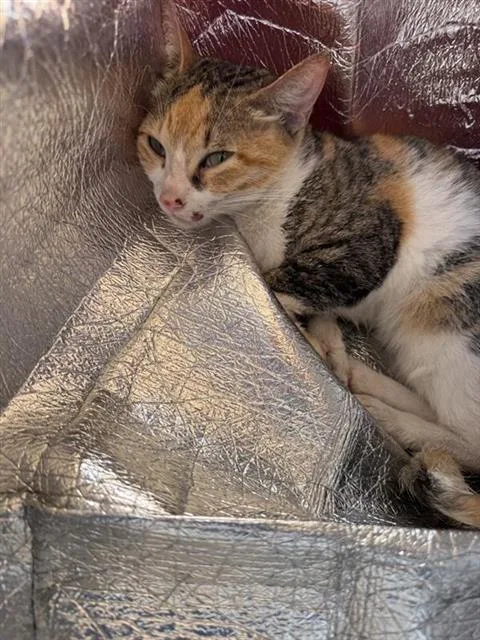 An adult small-sized female Domestic Short Hair cat named Pamela for adoption in San Antonio, TX