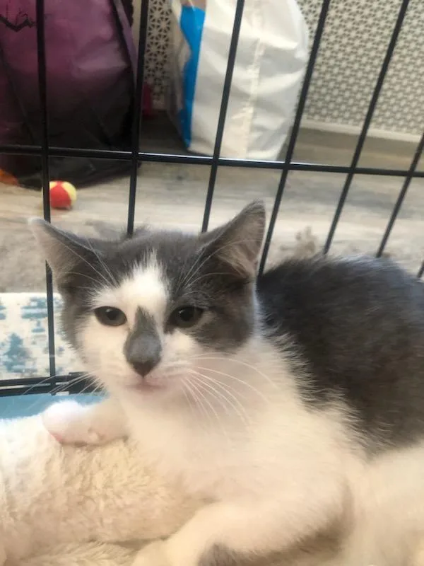 A baby small-sized male Gray / Blue / Silver Domestic Short Hair cat named Ernie and Bert at for adoption in Ellicott City, MD