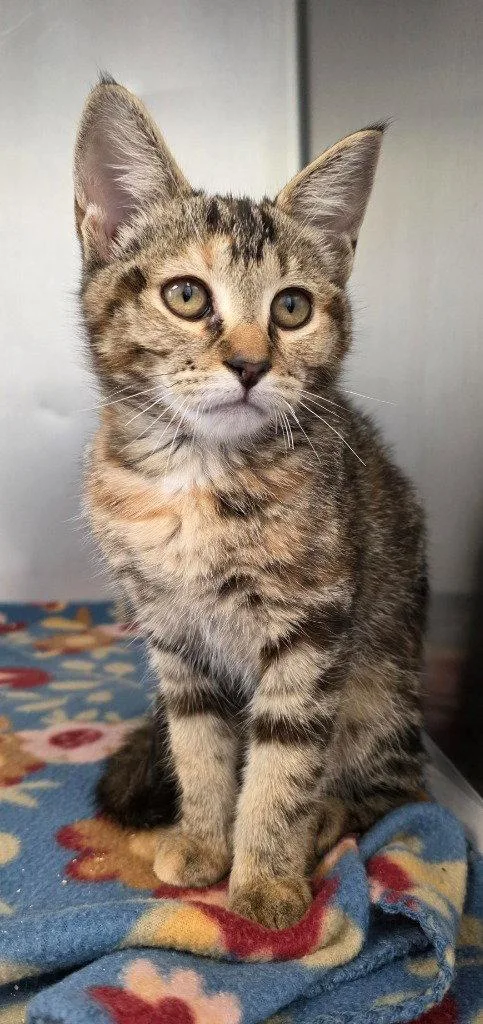 A baby small-sized female Domestic Short Hair cat named CA  Chocolate Pudding for adoption in Glen Allen, VA