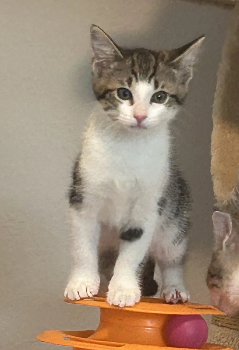 A baby medium-sized female White Domestic Short Hair cat named Storm .. for adoption in Apopka, FL