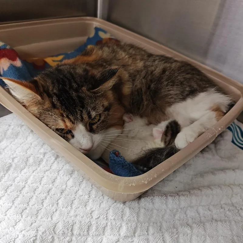 An adult medium-sized female Calico Domestic Long Hair cat named Jola for adoption in Upland, CA