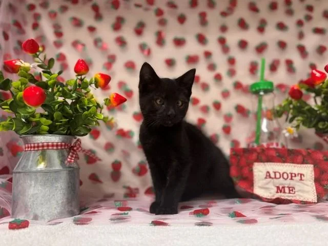 A baby small-sized male Domestic Short Hair cat named Pedro for adoption in Fairfield, CA