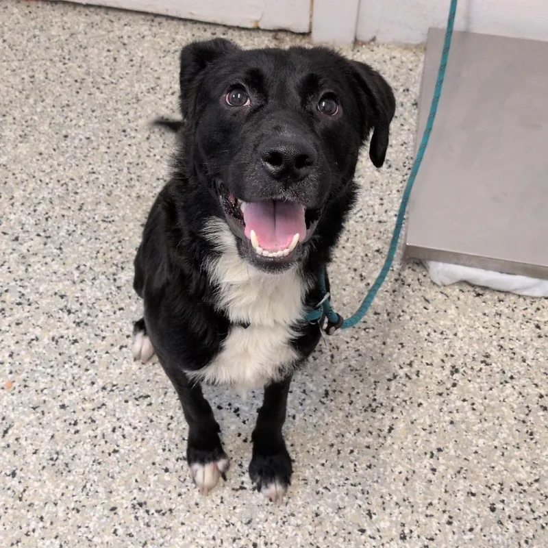 An adult medium-sized male Black Collie dog named Peanut for adoption in Hattiesburg, MS