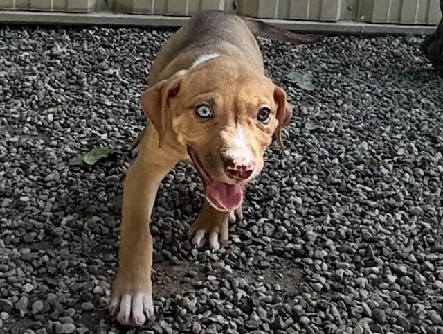 A baby small-sized female Black Mouth Cur dog named Theodosia for adoption in Ames, IA
