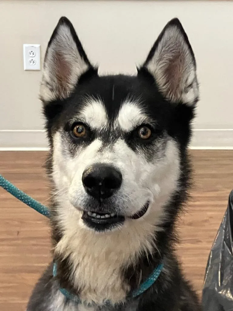 An adult medium-sized male Husky dog named Kota for adoption in Christiansburg, VA