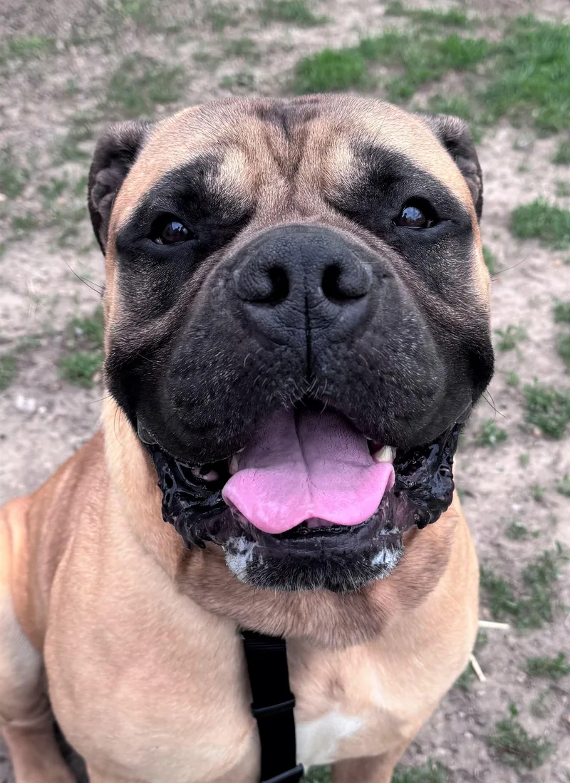 An adult extra large-sized male Bullmastiff dog named Dudley for adoption in Iowa City, IA