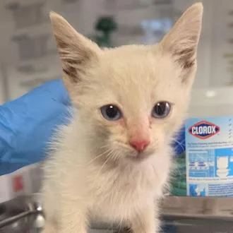 A baby small-sized male Domestic Short Hair cat named Elmer for adoption in Fresno, CA