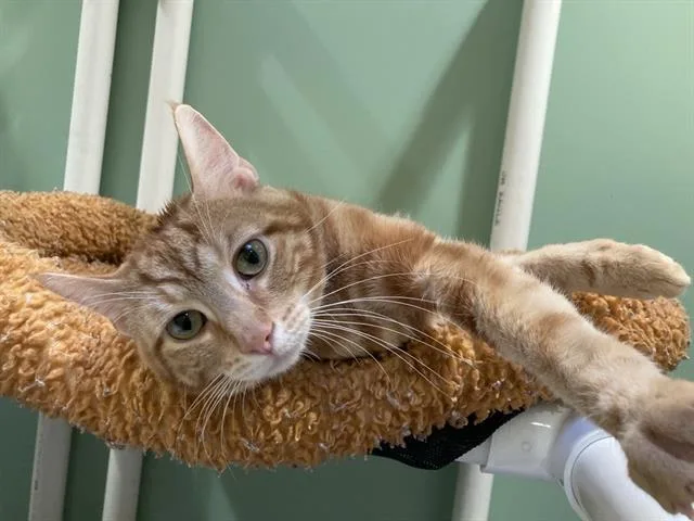 A young medium-sized male Domestic Short Hair cat named Huey for adoption in Tustin, CA