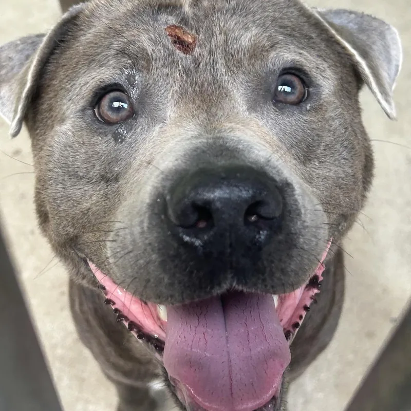 An adult small-sized male Gray / Blue / Silver Labrador Retriever dog named Ludwig for adoption in Greenville, PA
