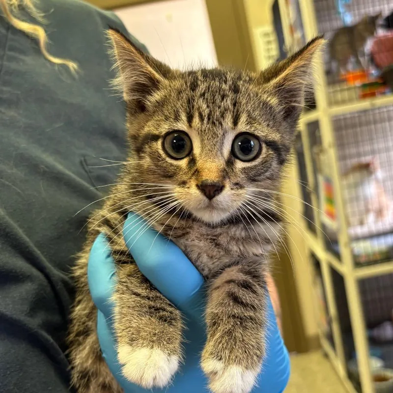 A baby small-sized male Brown / Chocolate Domestic Short Hair cat named Sam for adoption in Norfolk, NE