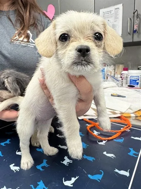 A baby small-sized female Brussels Griffon dog named Rapunzel for adoption in Ontario, CA