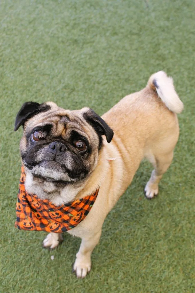 An adult small-sized male Pug dog named Pilot for adoption in Gardena, CA