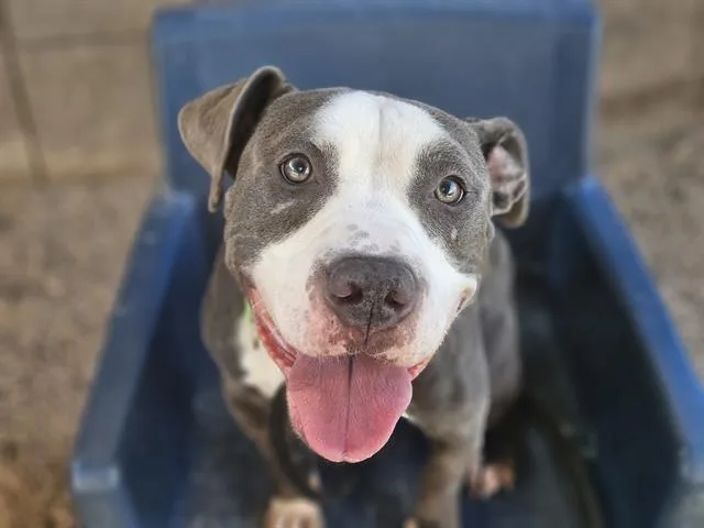 An adult medium-sized male Pit Bull Terrier dog named Verizon for adoption in Tucson, AZ