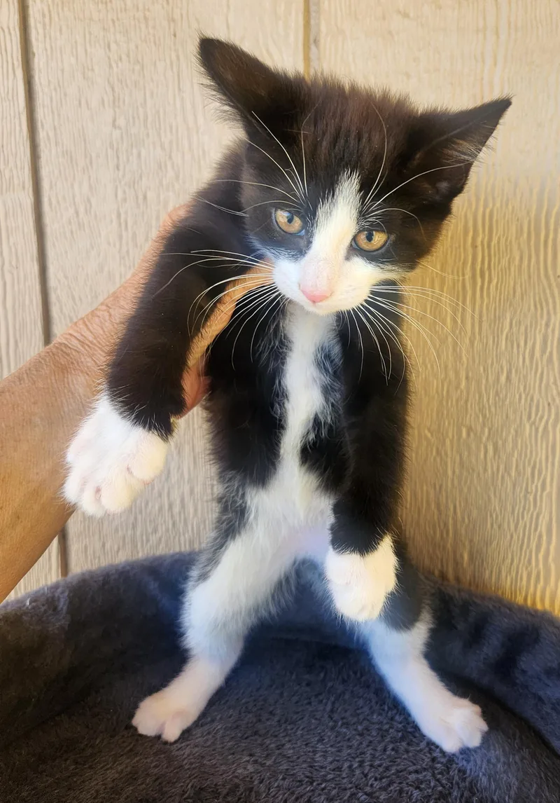 A baby medium-sized male Black & White / Tuxedo Domestic Medium Hair cat named Terry for adoption in Yarnell, AZ
