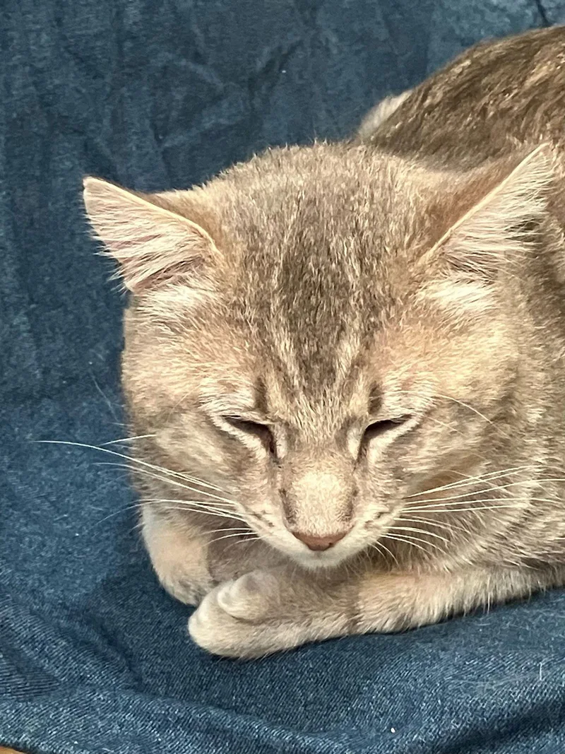 An adult medium-sized male Domestic Short Hair cat named Archer for adoption in San Jose, CA