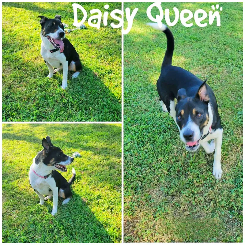 Daisy Queen