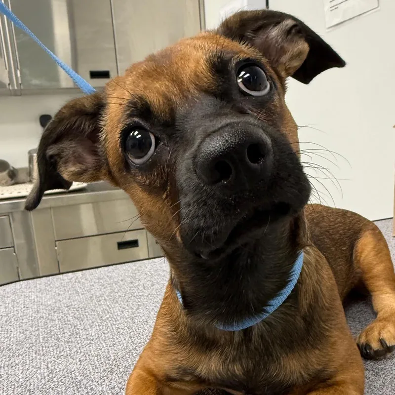 A young small-sized male Brown / Chocolate Pug dog named Keats for adoption in Abilene, TX