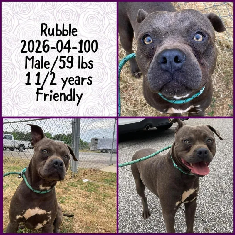 A young medium-sized male Pit Bull Terrier dog named Rubble for adoption in Winder, GA