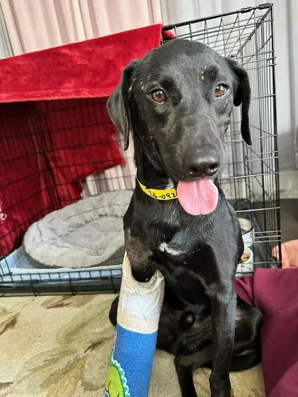 An adult large-sized male Black Labrador Retriever dog named Harvey for adoption in Manhattan Beach, CA