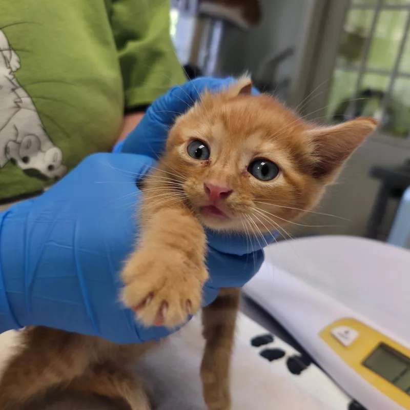 A baby small-sized male Orange / Red Domestic Short Hair cat named Clancy for adoption in Mount Juliet, TN