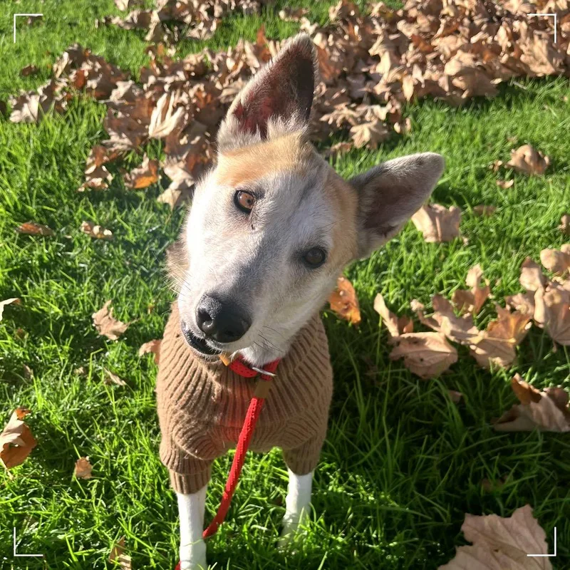 An adult medium-sized female Yellow / Tan / Blond / Fawn German Shepherd Dog dog named Candy for adoption in Upland, CA
