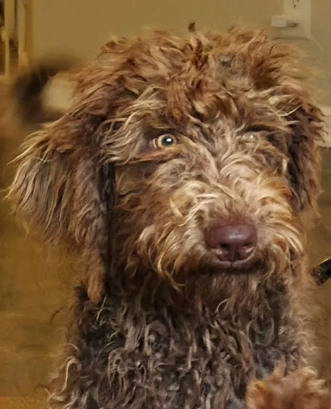 A young large-sized male Brown / Chocolate Labradoodle dog named Gobi for adoption in Eugene, OR