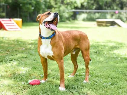 Meatball thumbnail 2