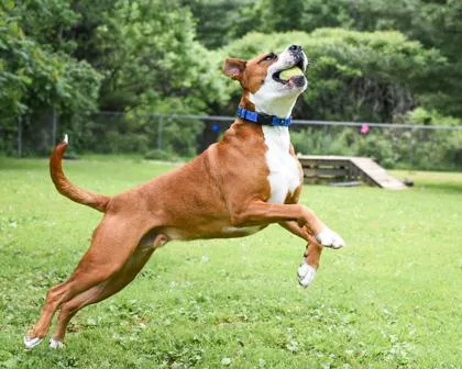 Meatball thumbnail 5