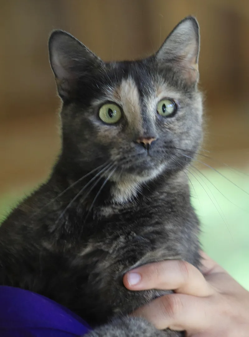 A young medium-sized female Domestic Short Hair cat named Willow for adoption in North Fort Myers, FL