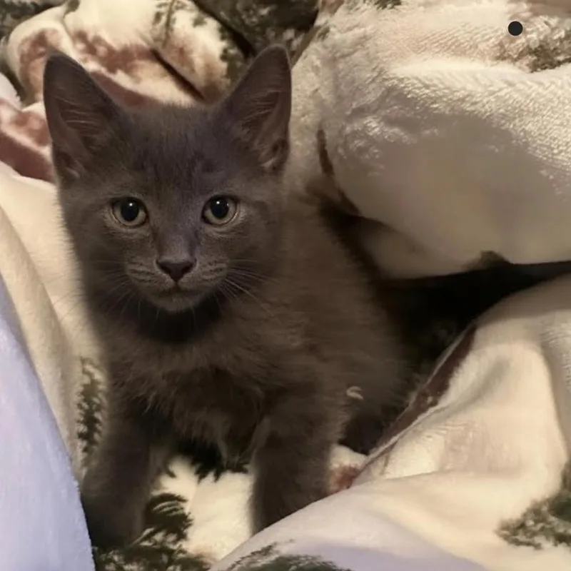 A baby medium-sized male Gray / Blue / Silver Domestic Short Hair cat named Earl Grey for adoption in Warr Acres, OK