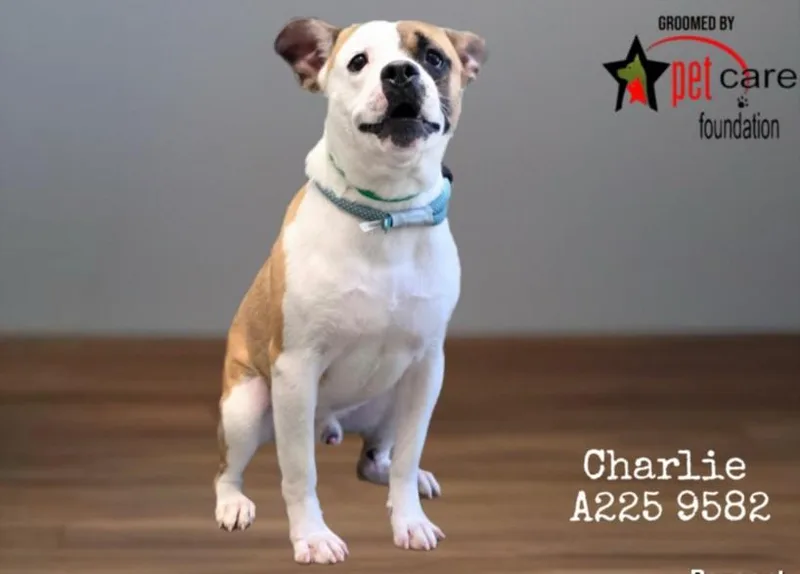 A young medium-sized male Pit Bull Terrier dog named Charlie for adoption in Chatsworth, CA