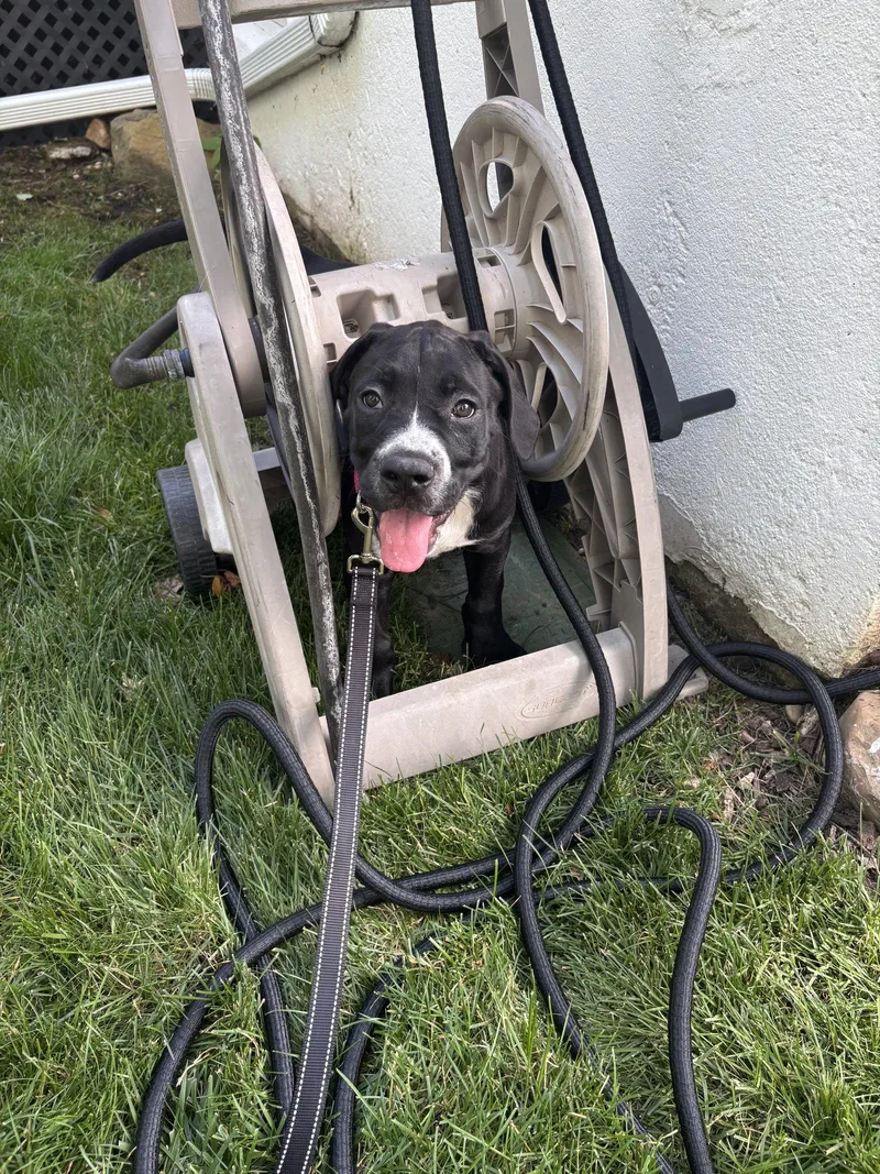 A baby extra large-sized female Cane Corso dog named Lucy NY for adoption in Rockaway, NJ