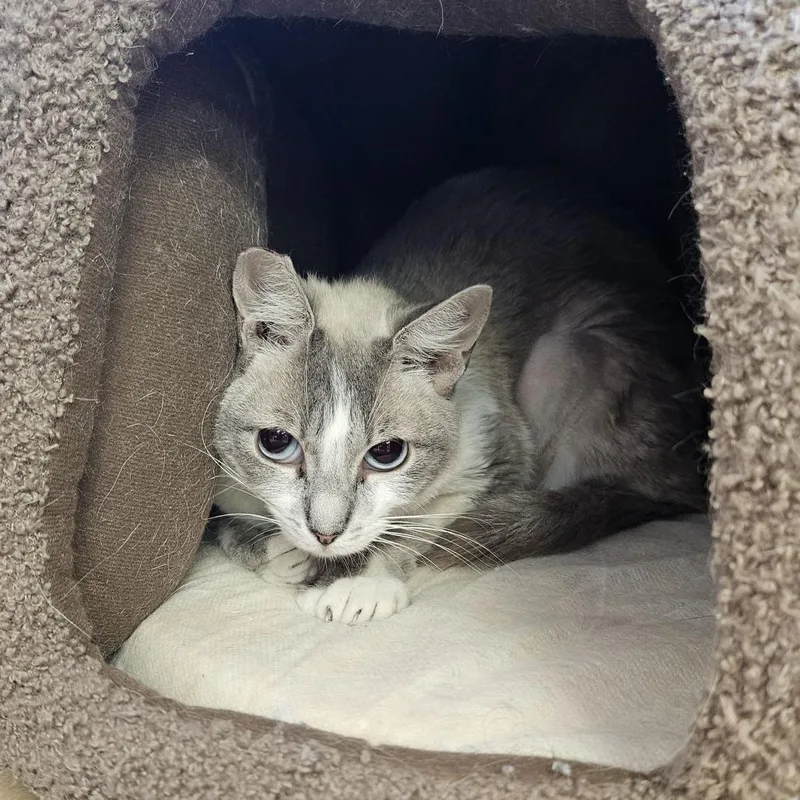 A young medium-sized female Domestic Short Hair cat named Mochi for adoption in Las Vegas, NV