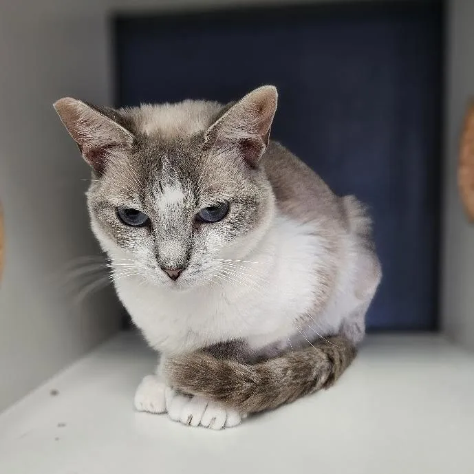 Mochi thumbnail 2