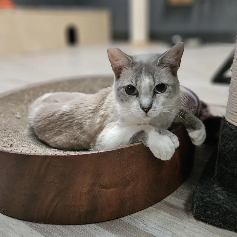 Mochi thumbnail 4