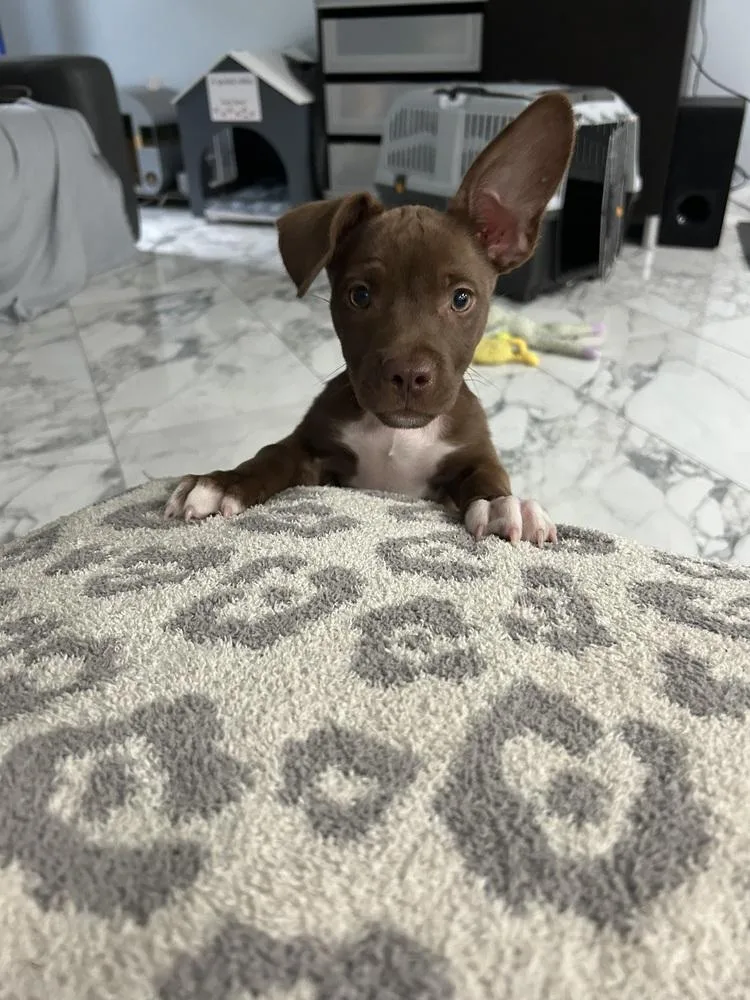 A baby small-sized female Mixed Breed dog named Paisley for adoption in Zellwood, FL