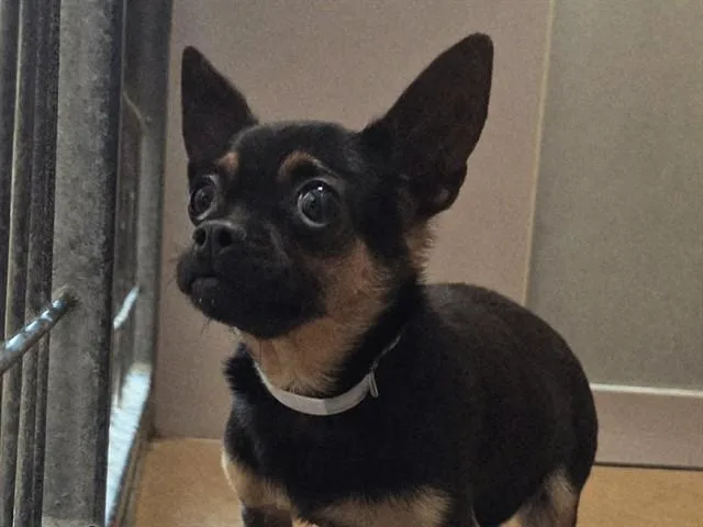 An adult small-sized female Chihuahua dog named Pita for adoption in Martinez, CA