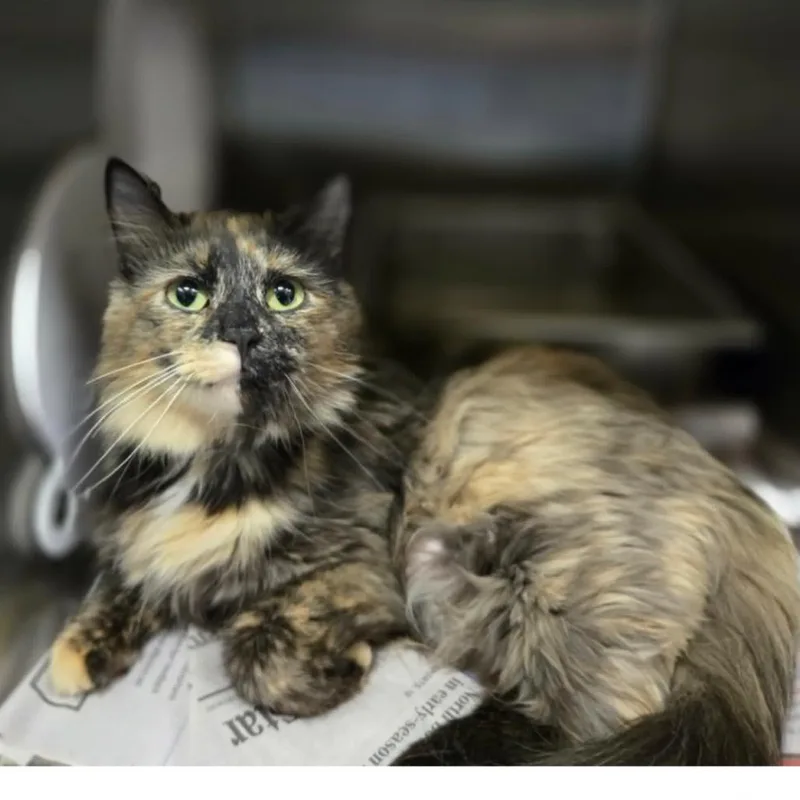 An adult medium-sized female Tortoiseshell Domestic Long Hair cat named Nani for adoption in Hinsdale, IL