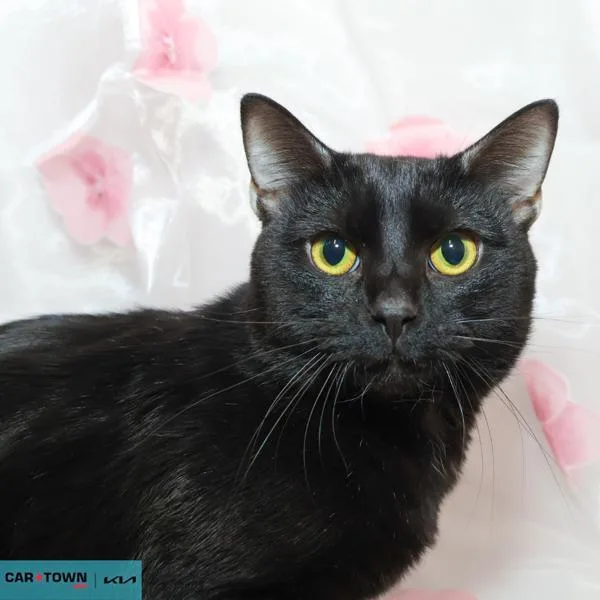 A young medium-sized male Domestic Short Hair cat named Tubi for adoption in Lexington, KY
