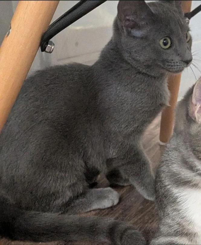 A baby medium-sized female Domestic Short Hair cat named Raindrop for adoption in Richland Hills, TX