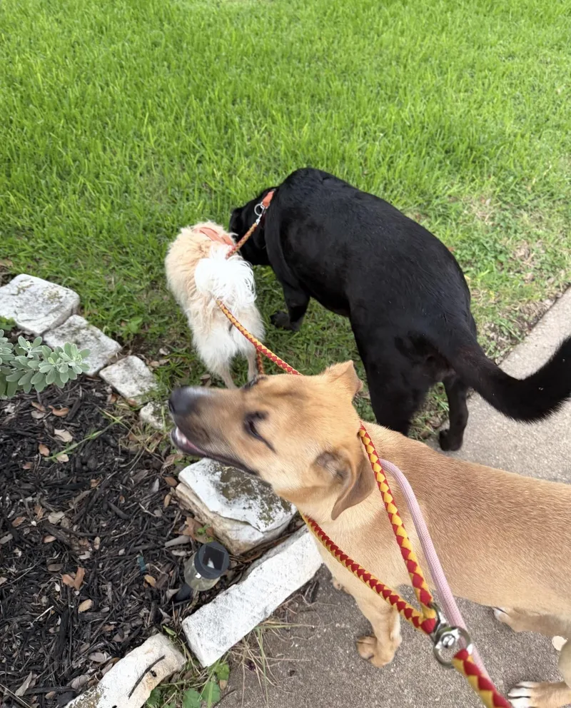 A baby medium-sized male Labrador Retriever dog named Buddy for adoption in Dripping Springs, TX