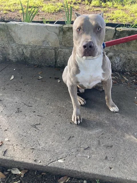 A young large-sized male Mixed Breed dog named Jr for adoption in Dallas, TX