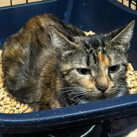 An adult medium-sized female Black Domestic Short Hair cat named Eel for adoption in Gadsden, AL