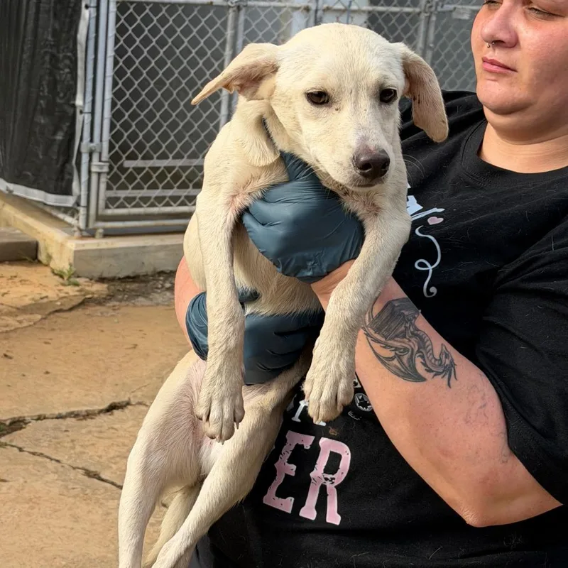 An adult medium-sized female White / Cream Mixed Breed dog named Ivory for adoption in Denison, TX