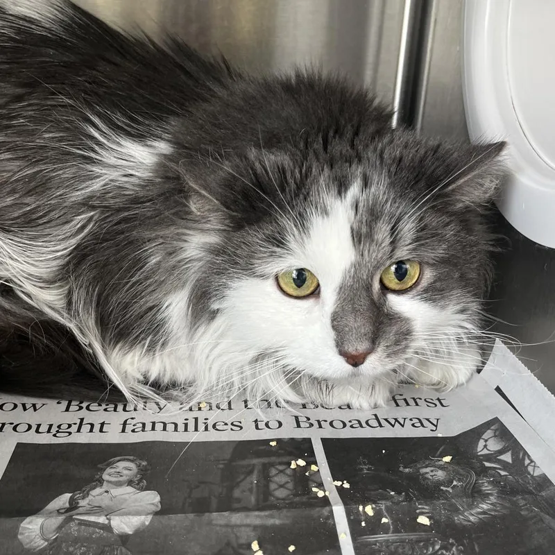 An adult medium-sized female Gray / Blue / Silver Domestic Medium Hair cat named Devin for adoption in Oak Park, IL
