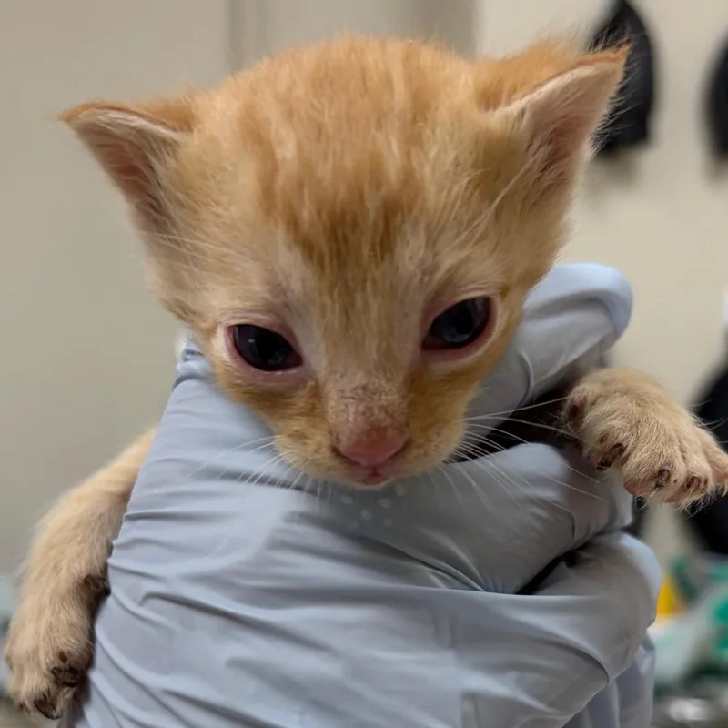 A baby small-sized male Orange / Red Domestic Short Hair cat named Cheez It for adoption in Nashville, TN